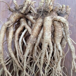 (SSG.com)[횡성더덕 도라지 농가 직송] 장생약도라지1kg